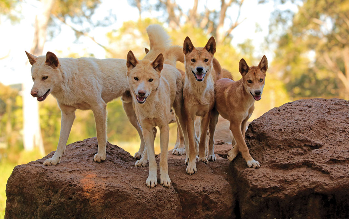 The Australian dingo: to be respected, at a distance