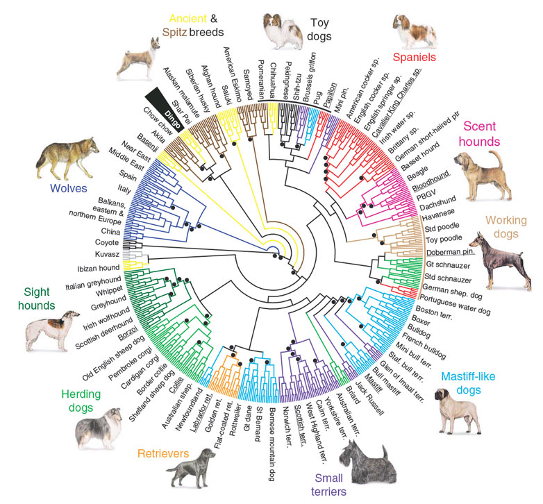 Dingoes Elevated to 'Almost-Human' Status in Pre-Colonial