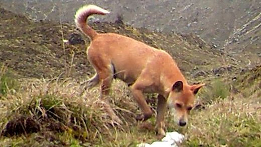 Dingo: the charismatic and controversial canid