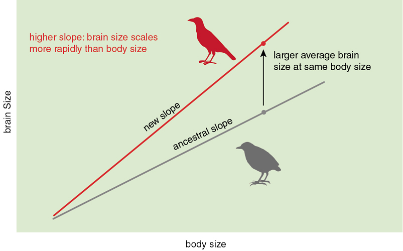 Bird Brain Evolution | American Scientist