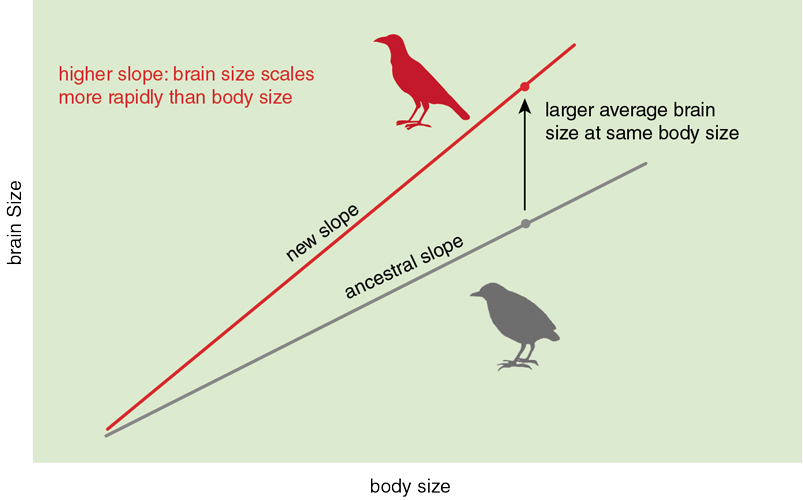 Bird Brain Evolution | American Scientist Bird Brain Evolution | American Scientist