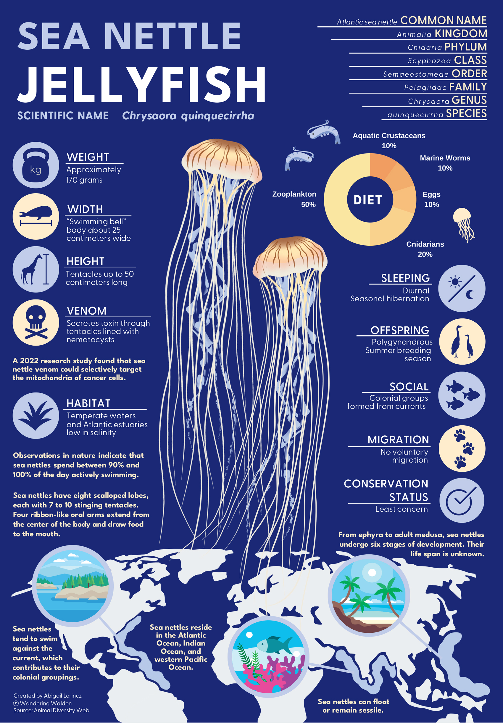 Sea Nettle Jellyfish | American Scientist
